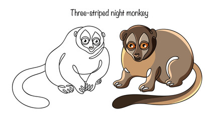 Three-striped night monkey