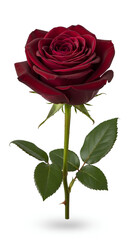 Single red rose flower on long green stem with leaves on white background. Fresh blooming plant side view. Classic romantic symbol of love for valentine day or anniversary gift design