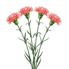Obraz premium Pink carnations isolated on transparent background