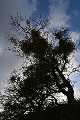 LE VIEUX REDORTIERS (Provence)