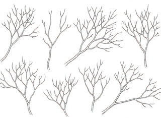 Fototapeta premium Set of leafless tree branches isolated on transparent background