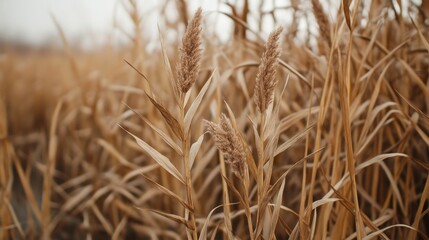 Fototapeta premium Close up view of dried brittle reeds intertwined in a dense natural field during the autumn season