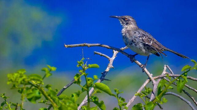 Gal&aacute;pagos Mockingbird, Mimus parvulus, Gal&aacute;pagos National Park, UNESCO World Heritage Site, Gal&aacute;pagos Islands, Ecuador, South America