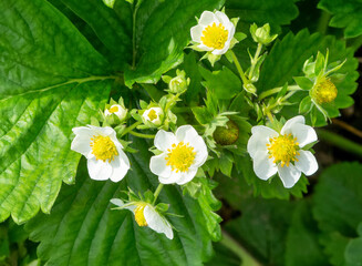 Strawberry flowers blooming.  Blossoming of strawberry.