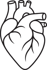 Obraz premium Human Anatomical Heart Line Art Drawing, Medical Biology Organ Illustration