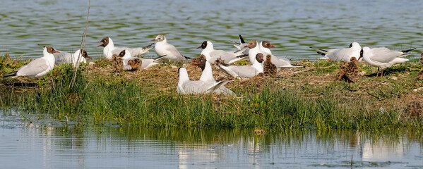 Mouette rieuse