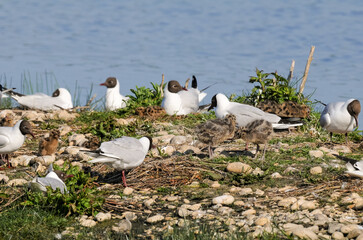 Mouette rieuse