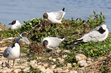 Mouette rieuse