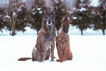 Two obedient Belgian Shepherd Malinois dogs (5-month-old puppy and 8-years old senior male) posing outdoors sitting together on a snow in winter garden