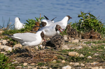 Mouette rieuse