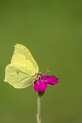 Schmetterling: Zitronenfalter