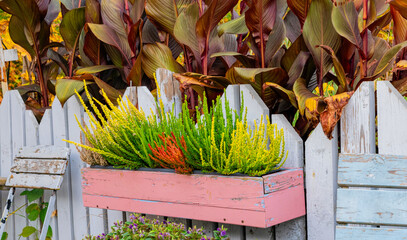 Autumn garden. Blooming heather in the flowerpots	