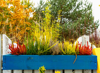 Autumn garden. Blooming heather in the flowerpots