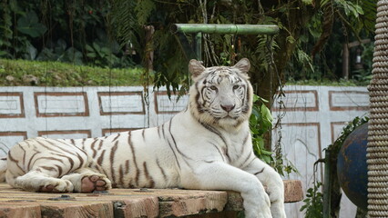 White bengal tiger resting on a show area at zoo