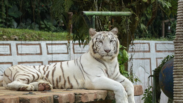 White bengal tiger resting on a show area at zoo - Powered by Adobe