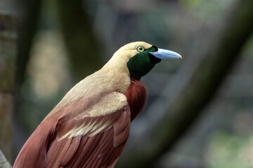 Obraz premium Cendrawasih bird on a tree branch