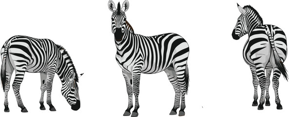 Fototapeta premium Zebra animal vector illustration set showing front, side, and grazing poses isolated on white background