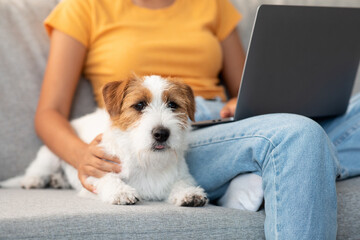 Loving loyal red and white doggy long coat jack russel terrier laying by his working owner,...