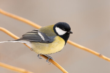 great tit parus major © d1mashkyratckiy