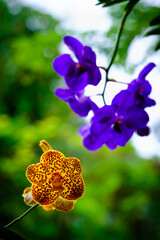 Spotted Orchid Flowers