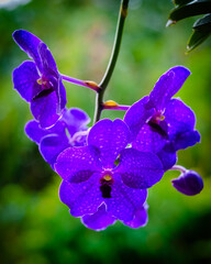 Spotted Purple Orchid Flowers