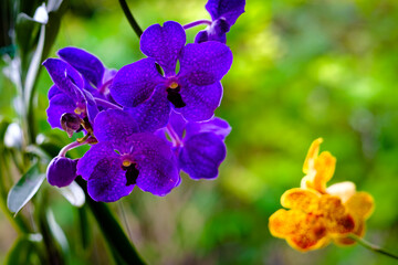 Spotted Orchid Flowers