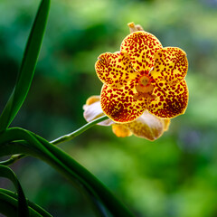 Spotted Yellow Orchid Flowers