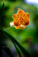 Spotted Yellow Orchid Flowers