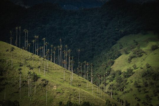 View of towering wax palm trees dotting the lush green hillsides under the shadows of the mountains, creating a striking contrast, Salento, Quindio, Colombia.