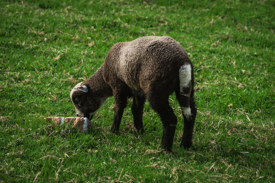 View of a dark lamb grazing on lush green grass, its white tail contrasting against its dark wool, in Cocora Valley, Salento, Quindio, Colombia.