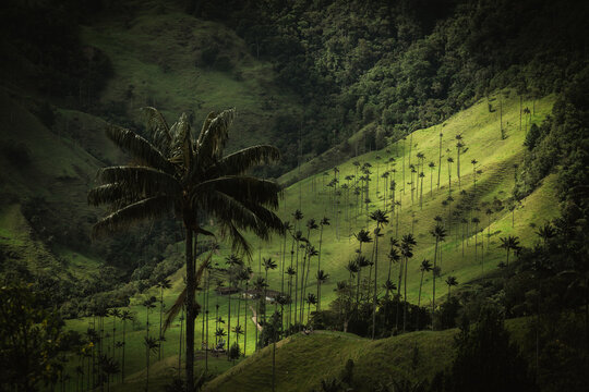 View of towering wax palm trees pierce the lush green valley under scattered sunlight, creating a captivating contrast, Salento, Quindio, Colombia.