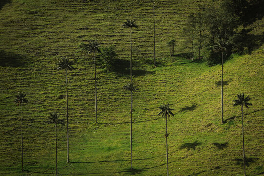 View of towering wax palm trees piercing the vibrant green hillsides, creating a striking contrast in the lush Cocora Valley, Salento, Quindio, Colombia.