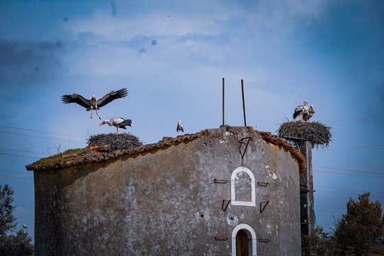 White storks gather on large nests built atop a weathered rural building beneath a soft blue sky. One stork is captured mid-landing with wings spread wide, while others stand on their nests, creating 