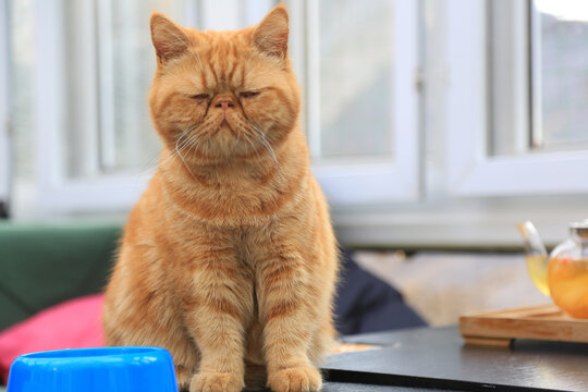 Grumpy Orange Tabby Cat with Closed Eyes Indoors