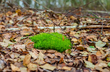 Fresh green moss growing through fallen autumn leaves on quiet forest floor. Vibrant moss emerging among dry leaves, calm forest mood, natural contrast, resilience, renewal and biodiversity concept.