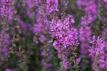 bumblebee on pink lythrum salicaria flowers, close-up view, natural meadow scene