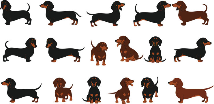 Cute dachshund dog vector illustration set with multiple poses and colors isolated on white background