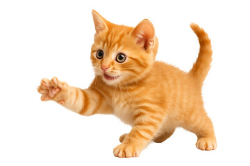 Playful orange kitten reaching forward isolated on transparent background