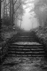 A cold black and white landscape shows a stoney path through a foggy winter forest where trees line a misty road in a quiet nature scene