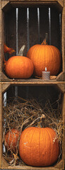 Pile of pumpkins, Halloween decorations	