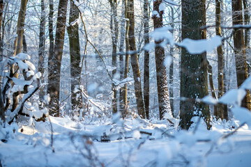 Der Wald komplett zugeschneit