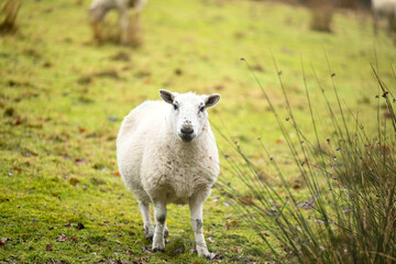 A white sheep grazing on the green grass of a rural agricultural pasture, showcasing young livestock and UK farming nature in a peaceful countryside meadow