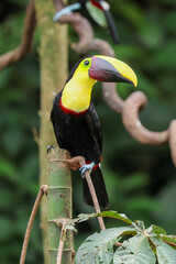 Chestnut Mandibled Toucan perched on a tree in Costa Rica