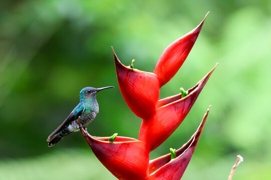 a White necked Jacobin hummingbird is perched on the edge of a heliconia flower.