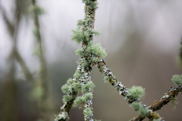 Beard Lichen (usnea species) found during a walk along the back lanes in Penstraze (Cornwall UK).