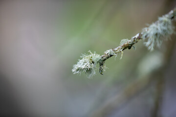 Beard Lichen (usnea species) found during a walk along the back lanes in Penstraze (Cornwall UK).