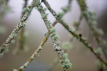 Beard Lichen (usnea species) found during a walk along the back lanes in Penstraze (Cornwall UK).