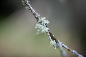 Beard Lichen (usnea species) found during a walk along the back lanes in Penstraze (Cornwall UK).