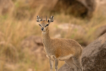 Small antelope in the Serengeti © Carol
