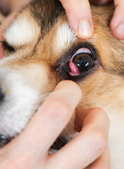 Corgi Dog with Prolapsed Gland of the Third Eyelid (Cherry Eye)